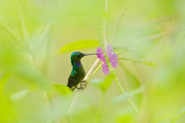 Charming Hummingbird, Amazilia decora, bird feeding sweet nectar from flower pink bloom. Hummingbird behaviour in tropic forest, nature habitat in Corcovado NP, Costa Rica. Bird in fly, wildlife.