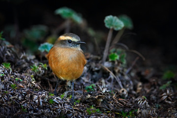 Brown-backed Chat-tyrant, Ochthoeca fumicolor, bird from Antisana NP, Ecuador. Small bird hidden in...