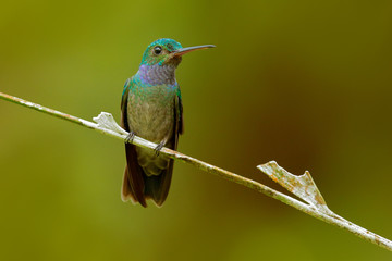 Obraz premium Charming Hummingbird, Amazilia decora, bird feeding sweet nectar from flower pink bloom. Hummingbird behaviour in tropic forest, nature habitat in Corcovado NP, Costa Rica wildlife.