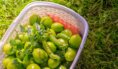Green tomatoes in a basket. Ripening vegetables. Harvesting. Healthy food.