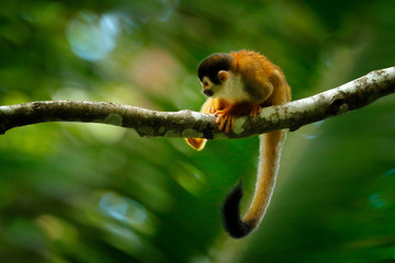 Monkey, long tail in tropic forest. Squirrel monkey, Saimiri oerstedii, sitting on the tree trunk with green leaves, Corcovado NP, Costa Rica. Monkey in the tropic forest vegetation. Wildlife nature.