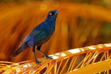 Cape Glossy Starling, Lamprotornis nitens, in nature habitat, orange plam tree with fruits. Detail close-up portrait with yellow eye. Beautiful shiny bird in the green forest, Etosha, Namibia, Africa.