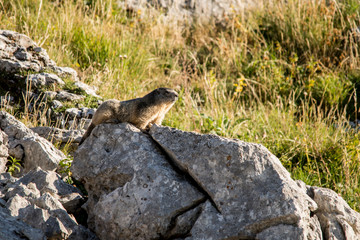 marmotte