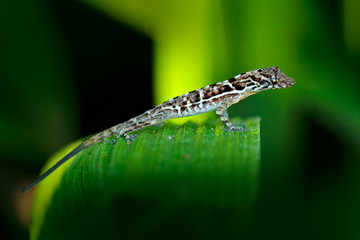 Small gecko lizard from tropic forest, Corcovado NP, Costa Rica. Reptile sitting on the green leaves. Wildlife from Costa Rica nature, undetermine animal.