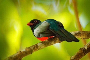 Slaty-tailed trogon, Trogon massena, beautiful bird from Corcovado NP, Costa Rica. Bird in the green tropical forest. Birdwatching in nature. Holiday travel in Central America.