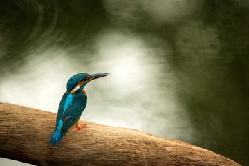 Common kingfisher (Alcedo atthis) sitting on wood trunk near its favorite pond and waiting for fish, beautiful gem in nature, Ranthambore National Park, Rajasthan, India, exotic travel adventure, Asia