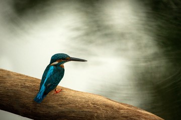 Common kingfisher (Alcedo atthis) sitting on wood trunk near its favorite pond and waiting for fish, beautiful gem in nature, Ranthambore National Park, Rajasthan, India, exotic travel adventure, Asia