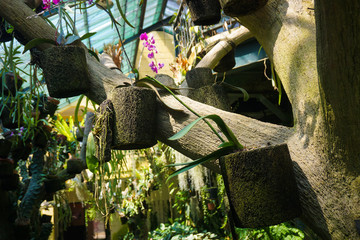 hanging coconut fiber traditional natural small pot with orchid tree plant - indonesia