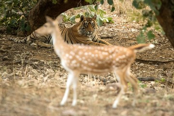 Wild Bengal Tiger (Panthera Tigris Tigris) having rest under tree in its territory and observing the prey (deer), Ranthambore National Park, Rajasthan, India, endangered species, big beautiful cat
