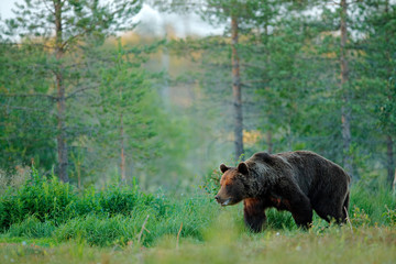 Sunset, morning light with big brown bear walking around lake in the morning light. Dangerous animal in nature forest and meadow habitat. Wildlife scene from Finland near Russian border.