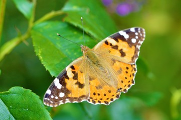Painted Lady Butterfly (Vanessa cardui).