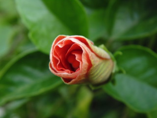 Indian Garden Flowers and Buds