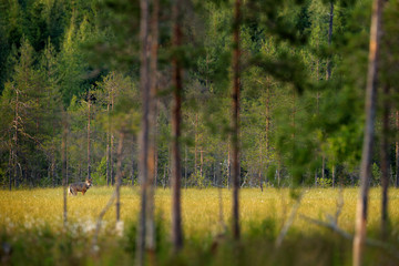 Wolf from Finland. Gray wolf, Canis lupus, in the spring light, in the forest with green leaves. Wolf in the nature habitat. Wild animal in the Finland taiga. Wildlife nature, Europe.