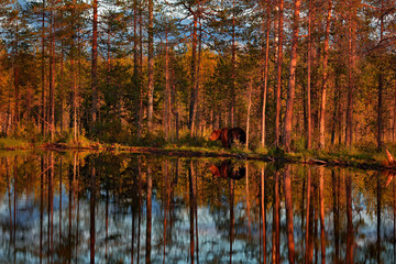 Sunset, morning light with big brown bear walking around lake in the morning light. Dangerous animal in nature forest and meadow habitat. Wildlife scene from Finland near Russian border.