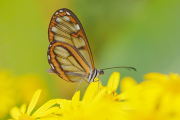 Glassy wings butterfly in the green forest. Wildlife scene from nature. Beautiful Glasswinged butterfly with transparent wings. Undetermine insect from Ecuador.