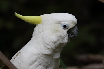 アオメキバタン（オウム）