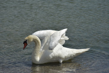 Schwan