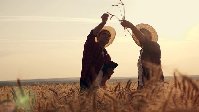 eam work. Two farmers stand at sunset in a wheat field, and discuss the new crop.. Farmers use new technologies in agriculture. Growing organic products.