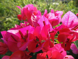 Naklejka premium Indian Garden Flowers and Buds