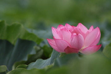 不忍池の蓮の花