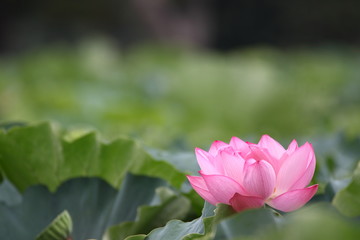 不忍池の蓮の花