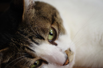 猫のアップ