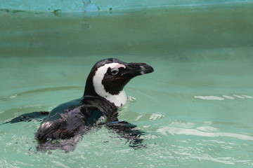 Fototapeta premium ペンギン