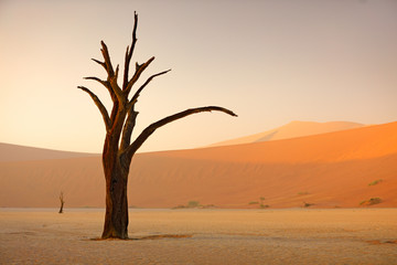 Deadvlei, orange dune with old acacia tree. African landscape from Sossusvlei, Namib desert,...