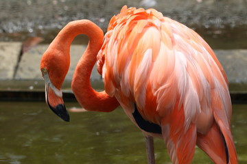 フラミンゴ