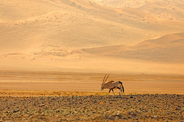 Oryx gazella beautiful iconic gemsbok antelope from Namib desert, Namibia. Oryx with orange sand...