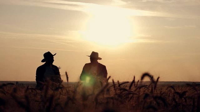 eam work. Two farmers stand at sunset in a wheat field, and discuss the new crop.. Farmers use new technologies in agriculture. Growing organic products.