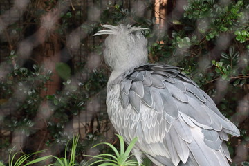 ハシビロコウの後ろ姿