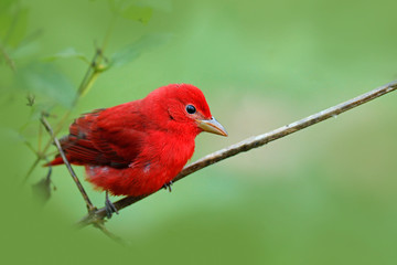 Red summer Tanager, Piranga rubra, red bird in the nature habitat. Tanager sitting on the green tree. Birdwatching in Costa Rica. Wildlife scene from nature, Laguna de Lagarta Lodge, Costa Rica.