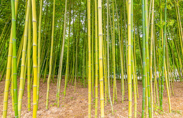 Fototapeta premium A close-up of yellow-green bamboo branches in bamboo forest
