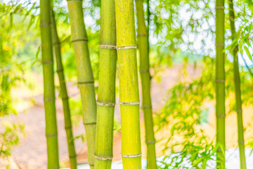 Obraz premium A close-up of yellow-green bamboo branches in bamboo forest