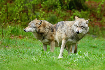 Naklejka na ściany i meble Gray wolf, Canis lupus, in the spring light, in the forest with green leaves. Wolf in the nature habitat. Wild animal in the orange leaves on the ground, Germany.