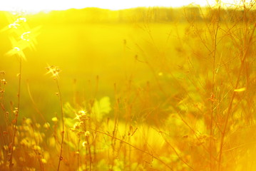  beautiful glare of the setting sun and rays of wild flowers