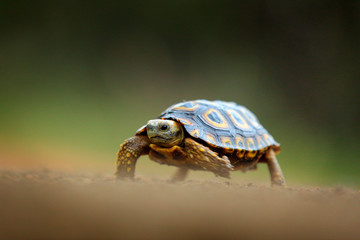 Leopard tortoise, Stigmochelys pardalis, on the orange gravel road. Turtle in the green forest habitat, Kruger NP, South Africa. Face portrait of tortoise, wildlife scene from nature.
