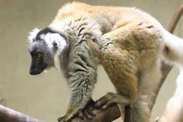 クロキツネザル