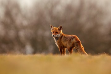 Red Fox hunting, Vulpes vulpes, wildlife scene from Europe. Orange fur coat animal in the nature habitat. Fox on the green forest meadow.