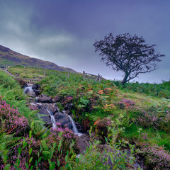 Waterfall and single tree with bracken and heather in an autumn view in the Honiston Pass, Lake District, UK