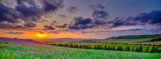 Summer sunset over the Meon valley towards Beacon Hill with a field of thistles catching the golden light.