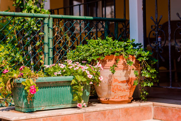 Fototapeta na wymiar Flower pots stand outdoor near the trellised fence next to house.