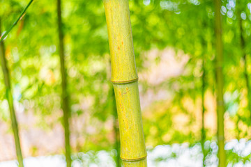 A close-up of yellow-green bamboo branches in bamboo forest