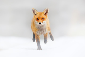 Red Fox hunting, Vulpes vulpes, wildlife scene from Europe. Orange fur coat animal in the nature habitat. Fox on the green forest meadow.