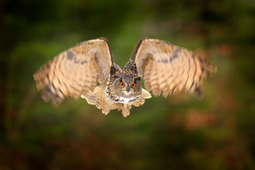 Eagle Owl, Bubo bubo, with open wings in flight, forest habitat in background, orange autumn trees. Wildlife scene from nature forest, Germany. Bird in fly, owl behaviour. Forest owl in fly.