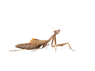 Mantodea isolated on a white