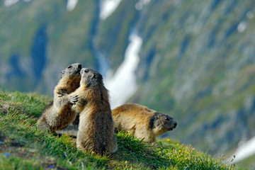 Cute fat animal Marmot, sitting in the grass with nature rock mountain habitat, Alp, Italy. Wildlife scene from wild nature. Funny image, detail of Marmot.