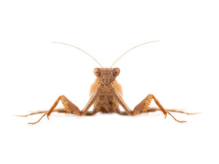 Mantodea isolated on a white