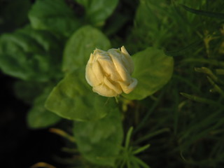 Indian Garden Flowers and Buds